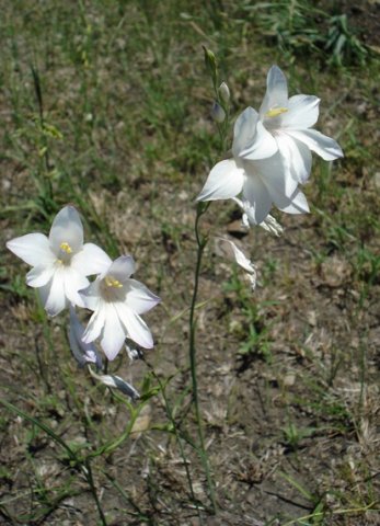 Gladiolus robertsoniae